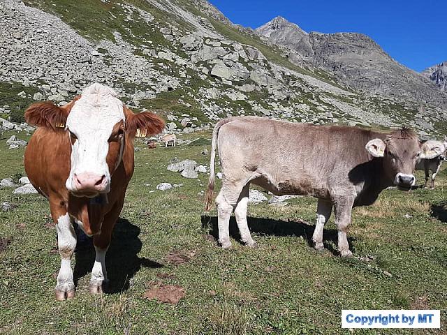 69547314 2610772152319838 8629850617889685504 n