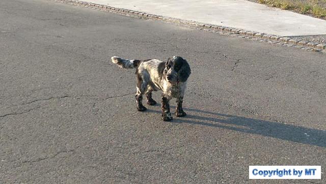 38490826 2036571609695675 8706740556941754368 n 2036571606362342