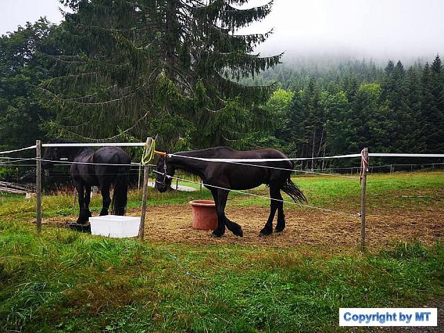 69416195 2651229561563207 7849645151164039168 n 2651229558229874