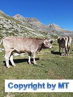 69789067 2610772215653165 2664572726613639168 n